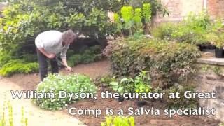 Great Comp Salvia Planting [upl. by Eido]