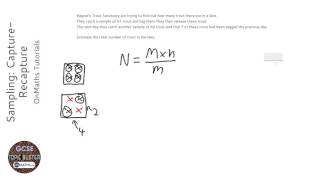 Sampling CaptureRecapture Grade 7  OnMaths GCSE Maths Revision [upl. by Vogel]