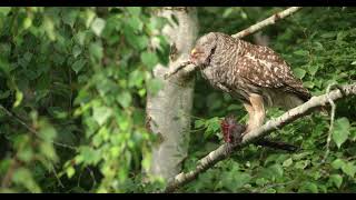 Barred Owl quoteats crowquot literally [upl. by Azzil828]