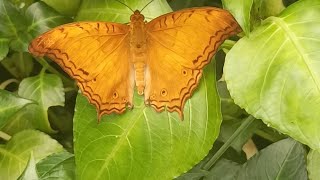 A day in my life at Papiliorama reminds me my childhood daily travel life family [upl. by Acinoda]