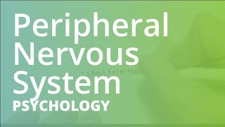 Peripheral Nervous System  Psychology PSYC101 [upl. by Gierc693]