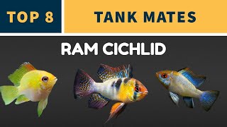 TOP 8 RAM CICHLID TANK MATES [upl. by Elohc]