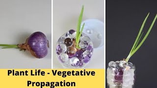 Plant Life  Vegetative Propagation  Class 10 Experiential Activity [upl. by Akili]