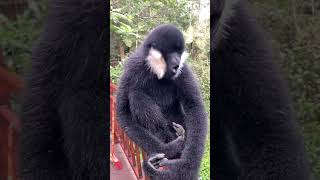 COMMUNICATION gibbon howling cute wildlife comedy funny funnyanimal shorts wildanimals [upl. by Rovelli224]