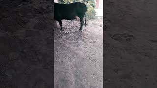 Mastitis treatment of cow [upl. by Yuk929]