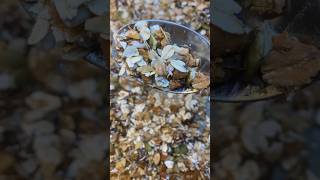 Crunchy Granola Recipe  Healthy Muesli Recipe healthyfood granola shorts ytshort [upl. by Byran]