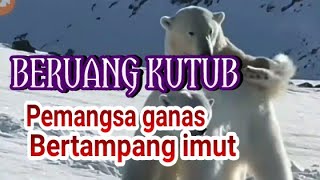 BERUANG KUTUB PEMANGSA GANAS BERTAMPANG IMUT [upl. by Estus505]