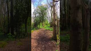 Bluebell Woodland Walk flowers shorts birdsong mindfulness [upl. by Eilatam]