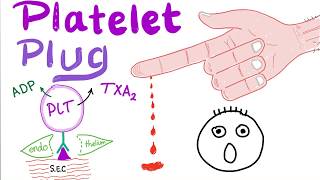 Platelet Plug  Primary Hemostasis  Platelet Adhesion amp Aggregation  How The Clot Forms [upl. by Esinned399]