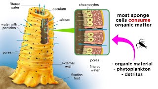 Phylum Porifera Sponges [upl. by Weld]