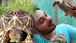 STAR TORTOISE BREEDING TIPS GUIDE amp CARE urdu  Hindi [upl. by Anived580]