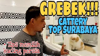 Grebek Suroboyo Cattery  tips memilih kucing persia yang baik untuk kontes [upl. by Etteroma495]