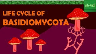 LIFE CYCLE OF BASIDIOMYCOTA fungi biology basidiomycota ntend6435 [upl. by Etessil]