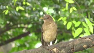 Aves de la ciudad  El quotchontequot Turdus grayi [upl. by Niltag]