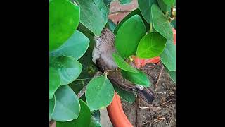 सफेद मुनिया का एके बच्चा घोंसले से बाहर  Baby Indian Silverbill [upl. by Marks]