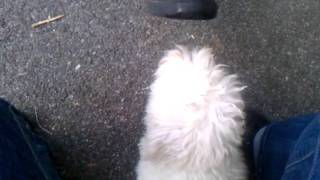 Coton De Tulear attack shoe [upl. by Milissa]