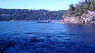 Killer Whales orcas in Dodds Narrows South of Nanaimo [upl. by Nnayelsel81]