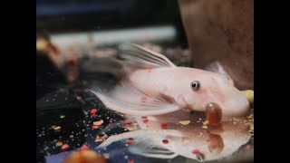 Breeding and care  Snow White Bristlenose  taking fry from the cave [upl. by Jarnagin159]