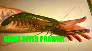 Giant River Prawns Cherabin Red Claw Crayfish Crawfish Catch And Cook LAKSA [upl. by Kress]