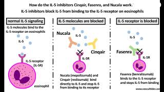 Benralizumab mode of action [upl. by Jurgen]