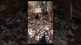 ब्राजील का अनोखा मुर्गी पालन  Amazing Hens Farming shorts poultryfarming [upl. by Lamag494]