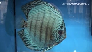 Discus Fish Classification Blue Turquoise Discus  Aquatics Live 2012 pt14 [upl. by Aleusnoc861]