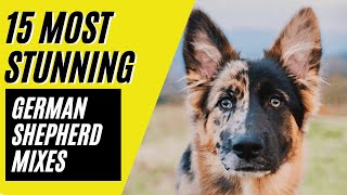 German Shepherd Mixes  15 STUNNING Mixes with the MIGHTY GSD [upl. by Nuoras]