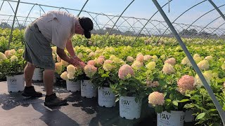 Hydrangea Fire Light Tidbit® Panicle Hydrangea  Gorgeous Hardy amp Petite Easy to Grow Shrub [upl. by Delmor]