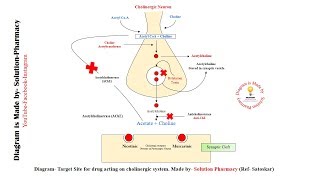 Cholinergic Receptors  Muscarinic amp Nicotinic Receptors  Cholinergic Receptor  Nicotinic Receptor [upl. by Zach59]