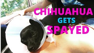 CHIHUAHUA GETS SPAYED VLOG amp DAY 1 RECOVERY  Meggie Vasquez [upl. by Hynda]