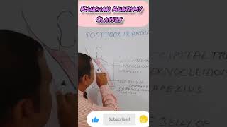 POSTERIOR TRIANGLE OF NECKHEAD AND NECK ANATOMY anatomy shorts [upl. by Naomi991]