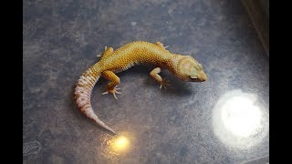 FIREWATER LEOPARD GECKO UNBOXING FROM ZOOGUY GECKOS 102417 [upl. by Helms]