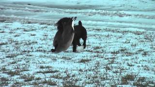 Boykin Spaniel Karoo Retrieving a Canada Goose [upl. by Nnomae]