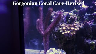 Gorgonian Coral CareRevised [upl. by Hillier]