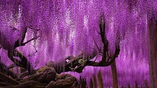 Unbelievably Beautiful 144 Year Old Japanese Wisteria HD 2024 HD [upl. by Sidonie]