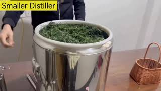 How To Distill Rosemary Essential Oils [upl. by Chloris]