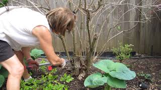 Coppicing an Old Weigela [upl. by Sudderth148]