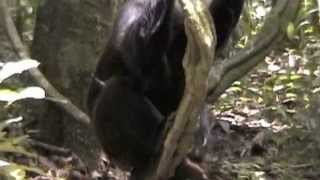 Interesting Chimpanzee behaviour in Zoo Leipzig [upl. by Leund]