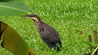 The black bittern Ixobrychus flavicollis is a bittern of Old World origin [upl. by Frodeen]