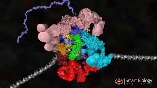 Transcription in Eukaryotes  PreInitiation Complex [upl. by Heidt471]