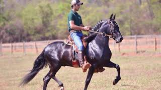 ELO ASPJ  CAVALO DA SEMANA  MANGALARGA MARCHADOR [upl. by Esidnac965]