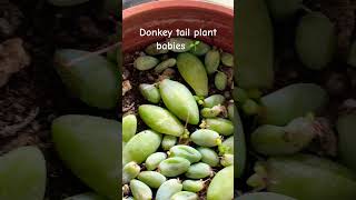 Donkey tail plant babies 🌱 succulentpropagation succulent houseplants indoorplants [upl. by Annohsak]