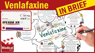 Venlafaxine Effexor XR 150 mg What is Venlafaxine Used For Dosage Side Effects amp Precautions [upl. by Howlan]