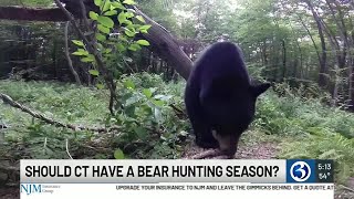 Discussion about bear hunting season in CT [upl. by Araem]