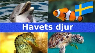 Havets Djur  Namn och Läten  Svenska  För Barn [upl. by Olwen]