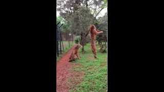 Tiger jumps to catch meat filmed in slowmotion animals tigers slowmotion rescue [upl. by Eisenstark]