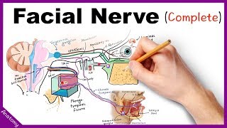 Facial Nerve Anatomy Simplified [upl. by Mohsen248]