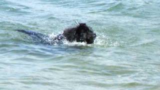 Swimming Newfoundland [upl. by Anomar]