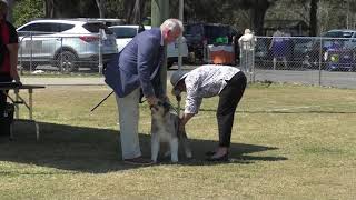 04 Oct 21 Beaudesert KC Champ Show [upl. by Sophi]