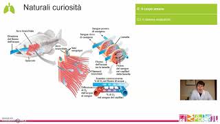 C3 Il corpo umano  Il sistema respiratorio [upl. by Calendre]